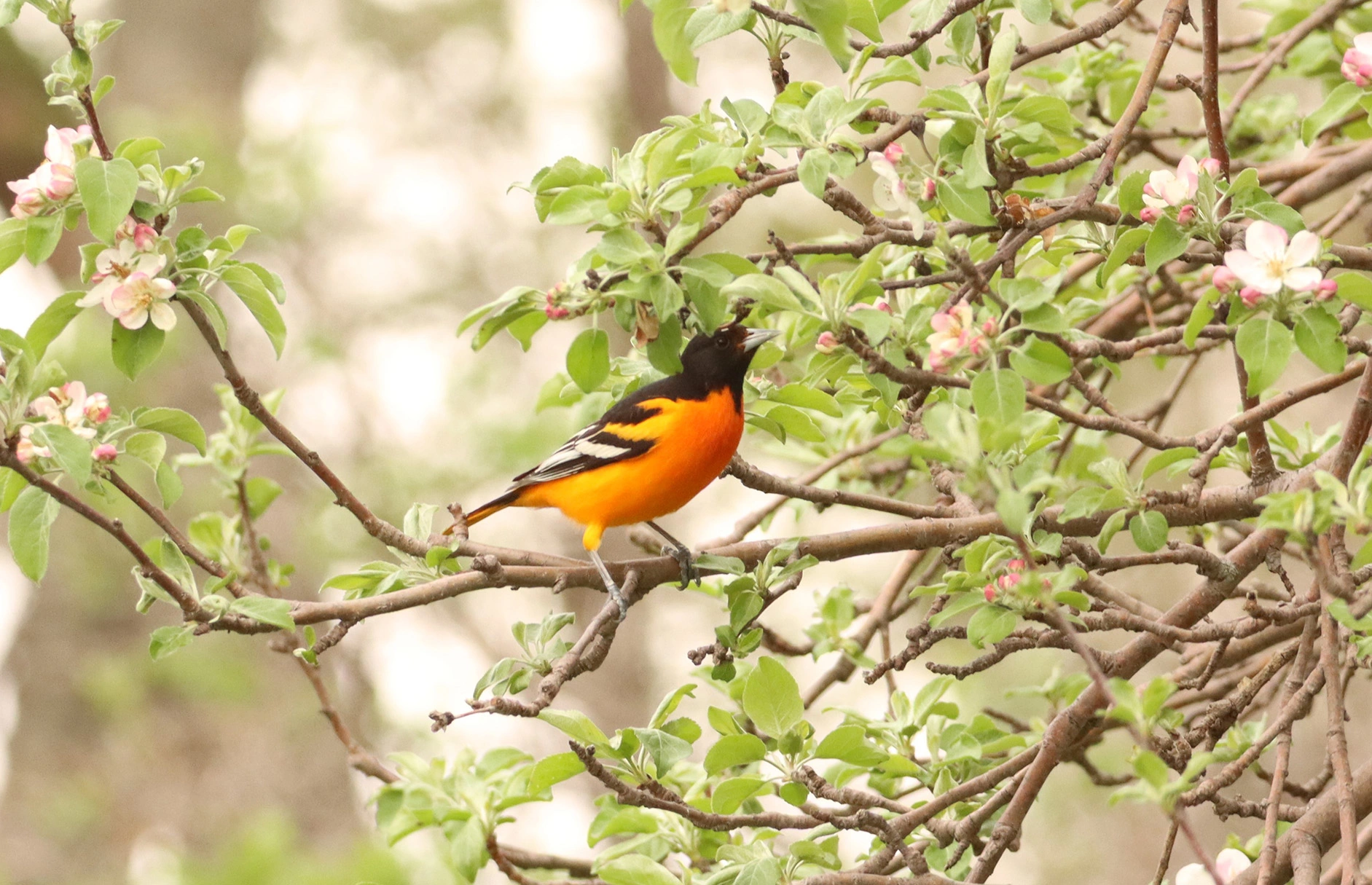 A Baltimore oriole perched among native blooms